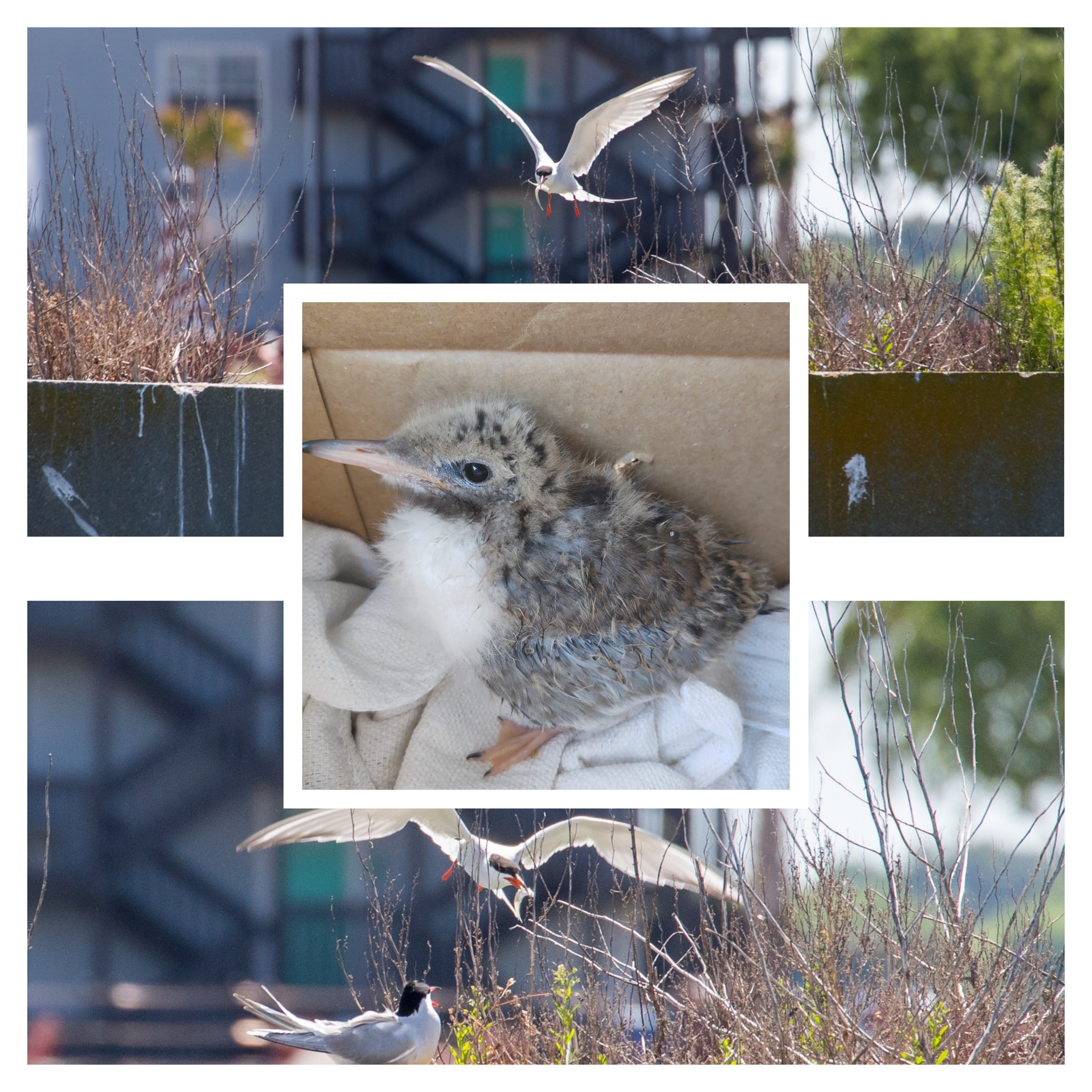 Wading Bird Nest Monitoring Program | Tidewater Rehabilitation and ...